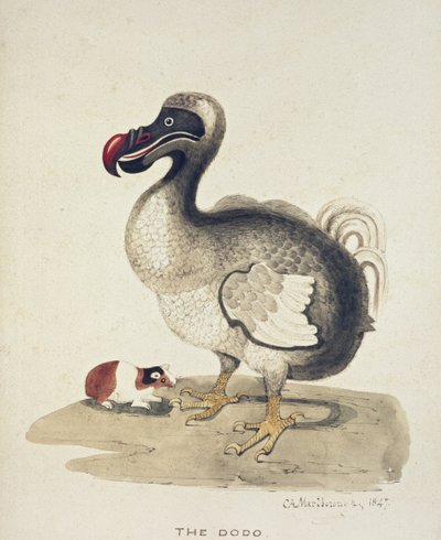 Studie van een Dodo en een Cavia, 1847 door Charlotte Augusta Duchess of Marlborough Spencer Churchill